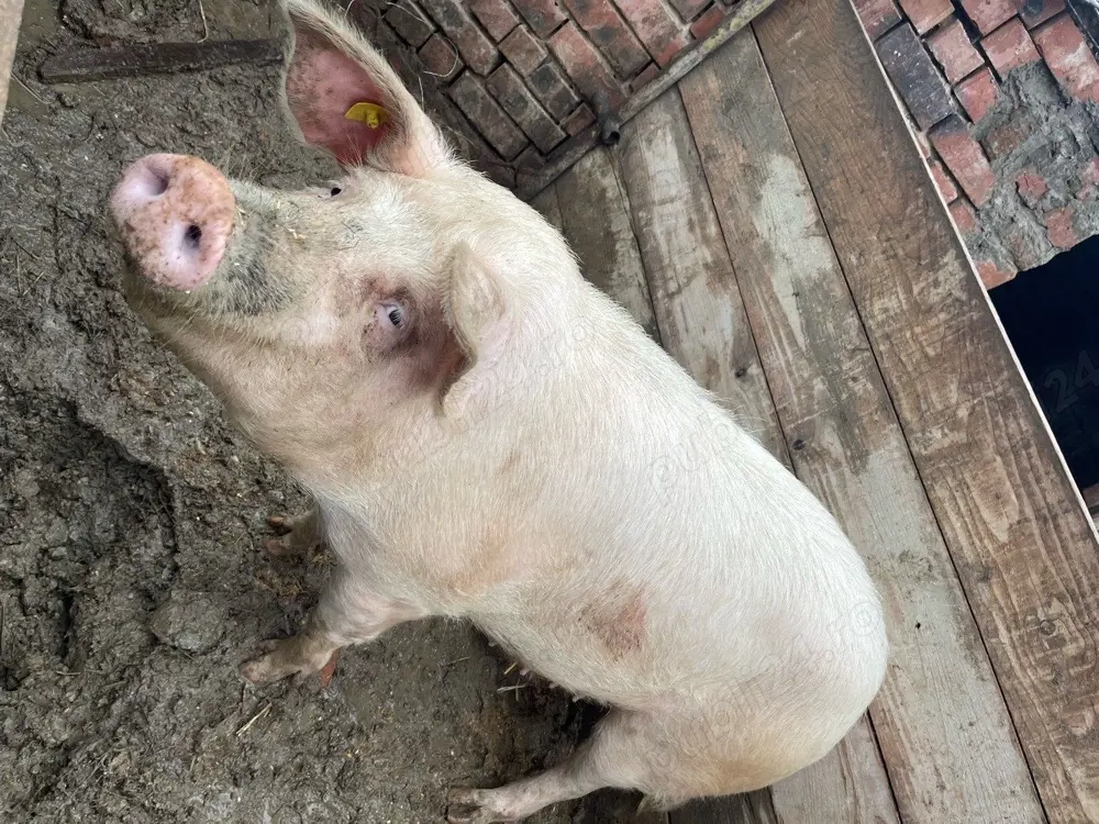 porc de vanzare 