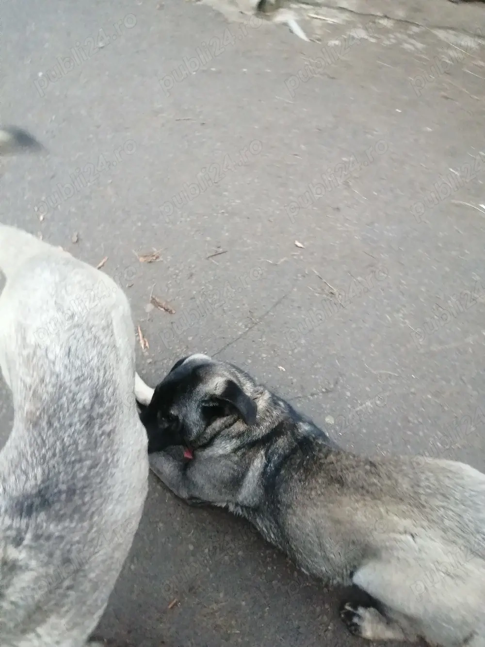 Vînd cățea Kangal 