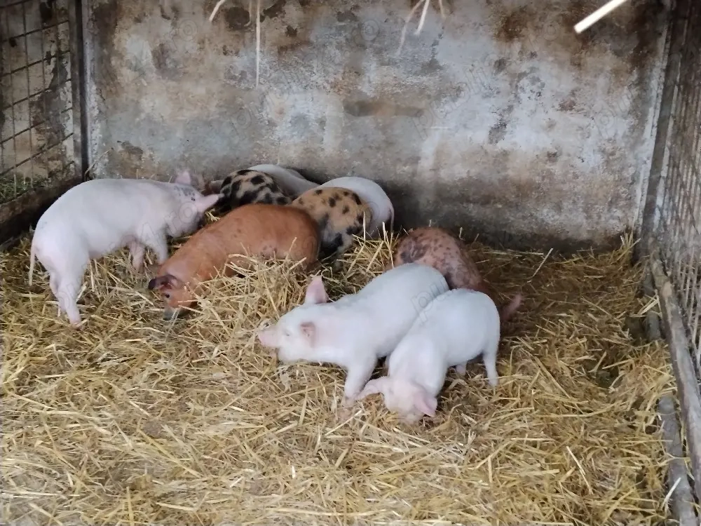 purcei de 7 săptămâni 