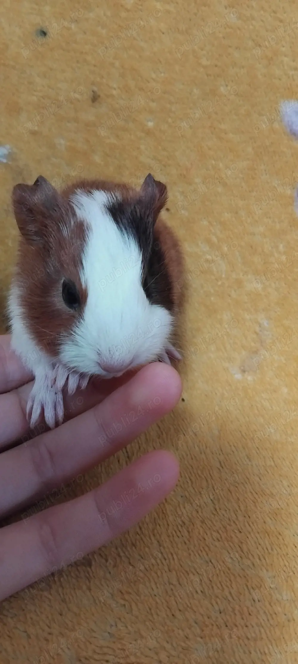 Porcusori de guineea  conai purceluși 