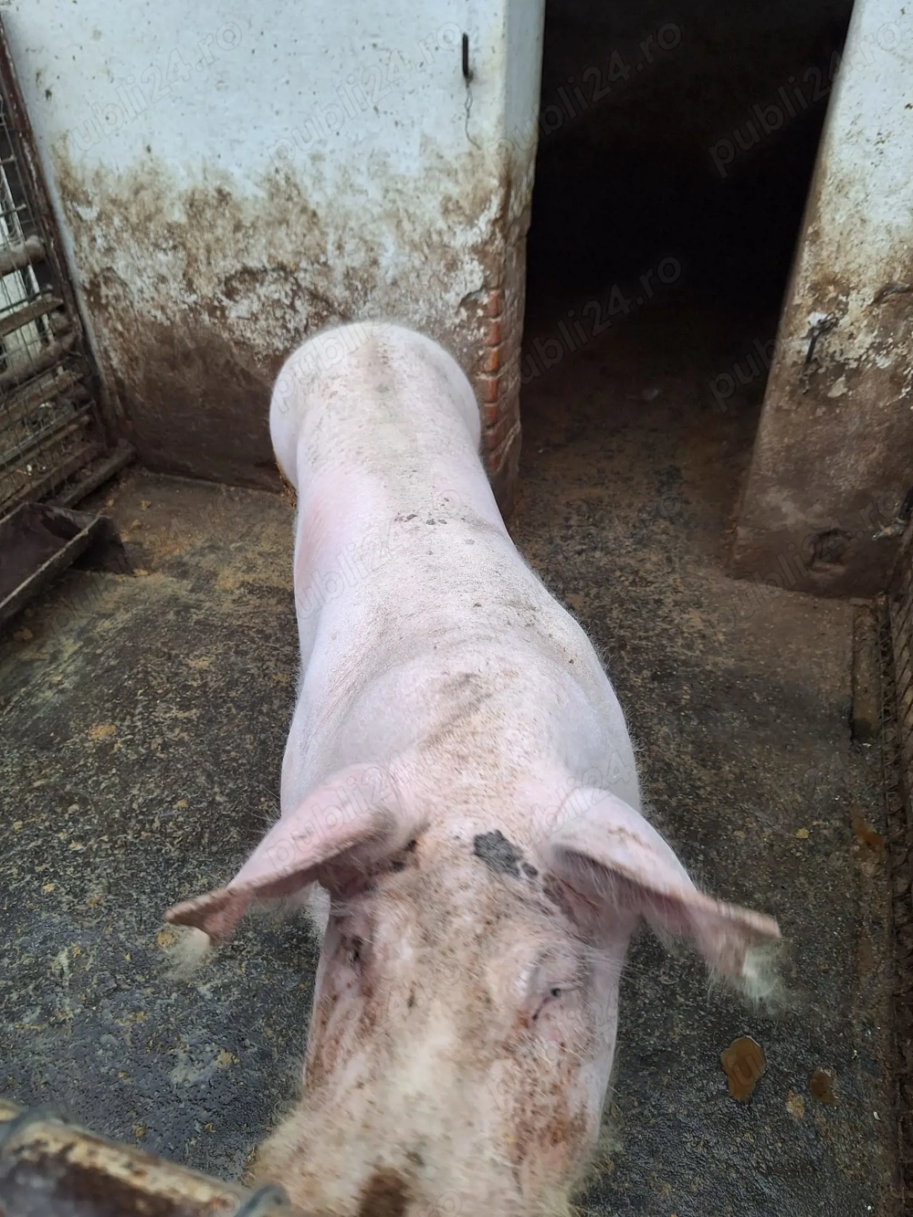 Vând vier petru montă 