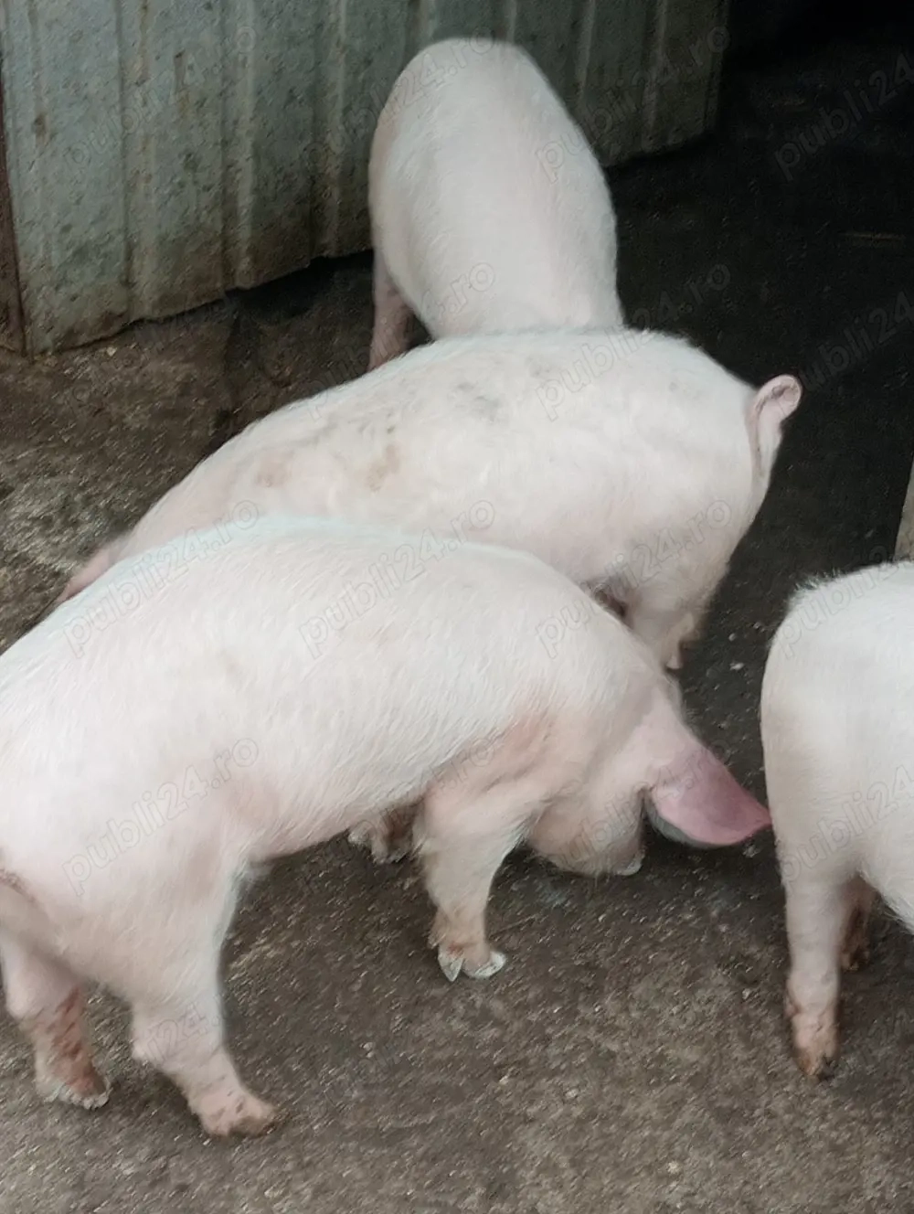 Grăsuni de vânzare 