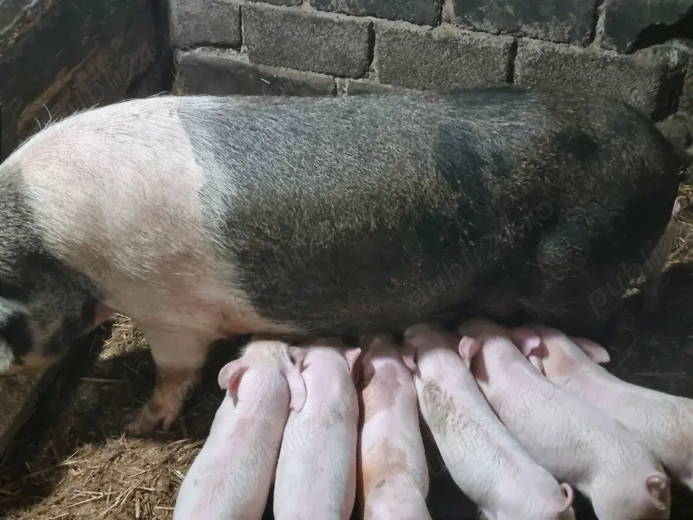 porci de vânzare 