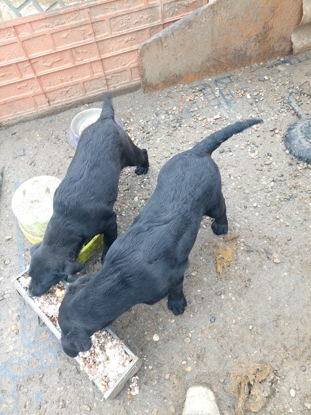 Cățeluși Labrador negru