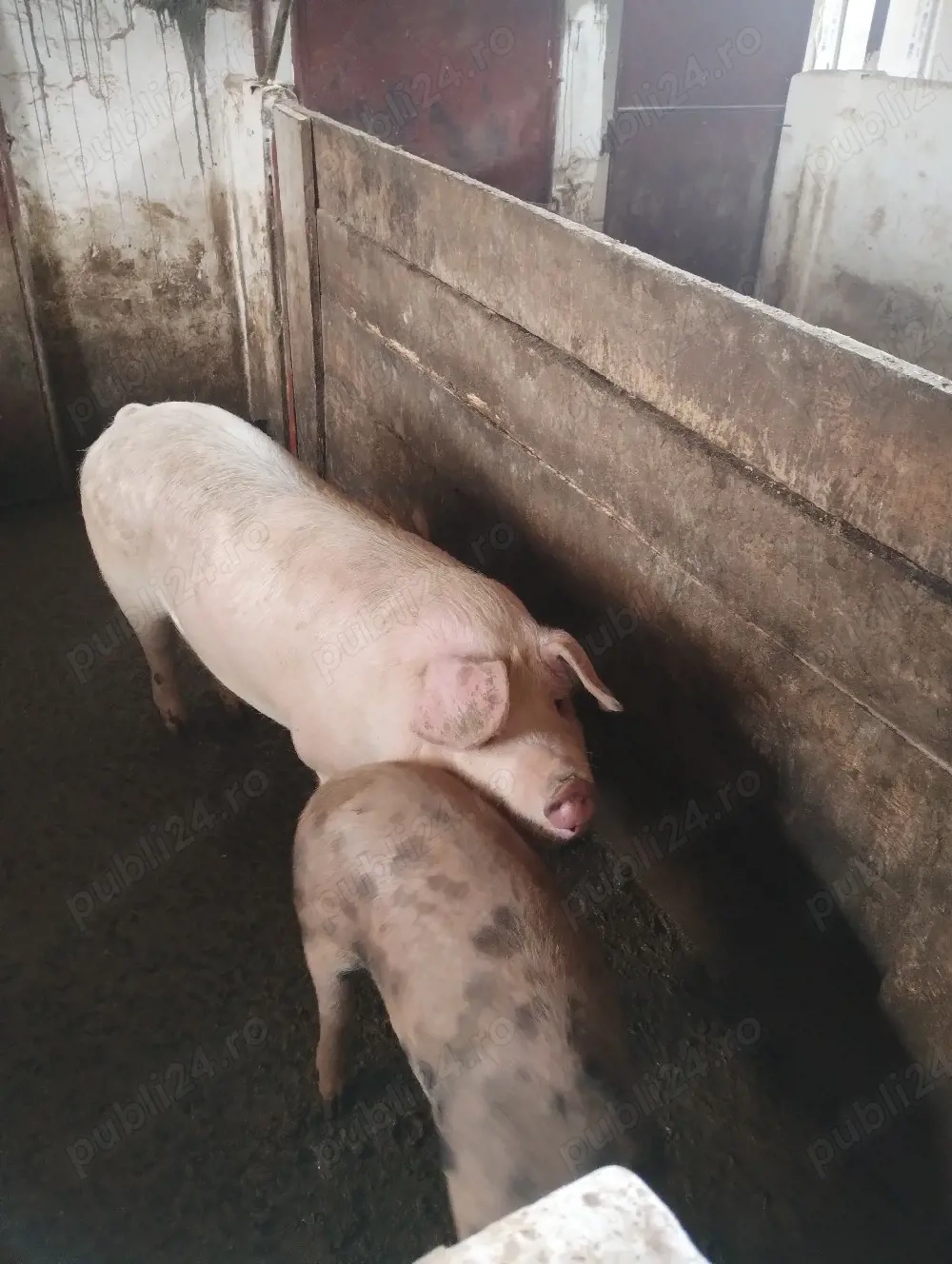 Vand scrofita  si un grăsun.