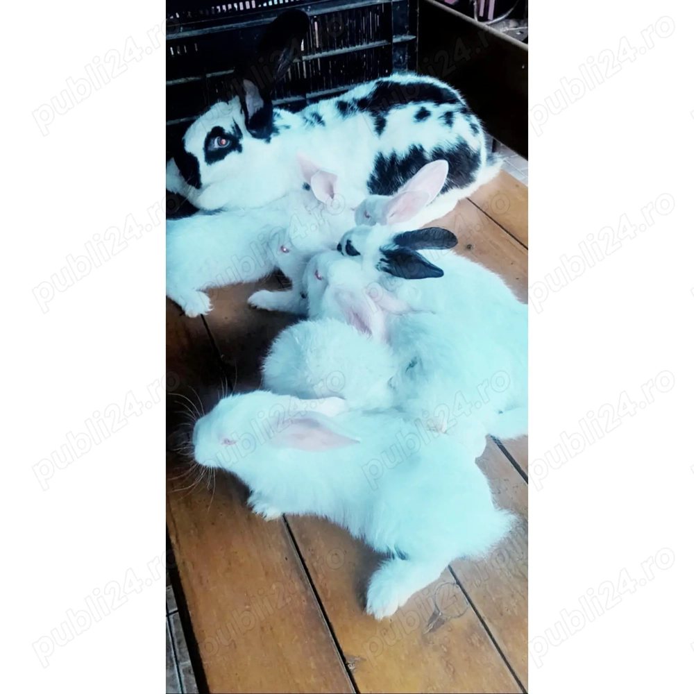 Vand iepurași fluturi germani