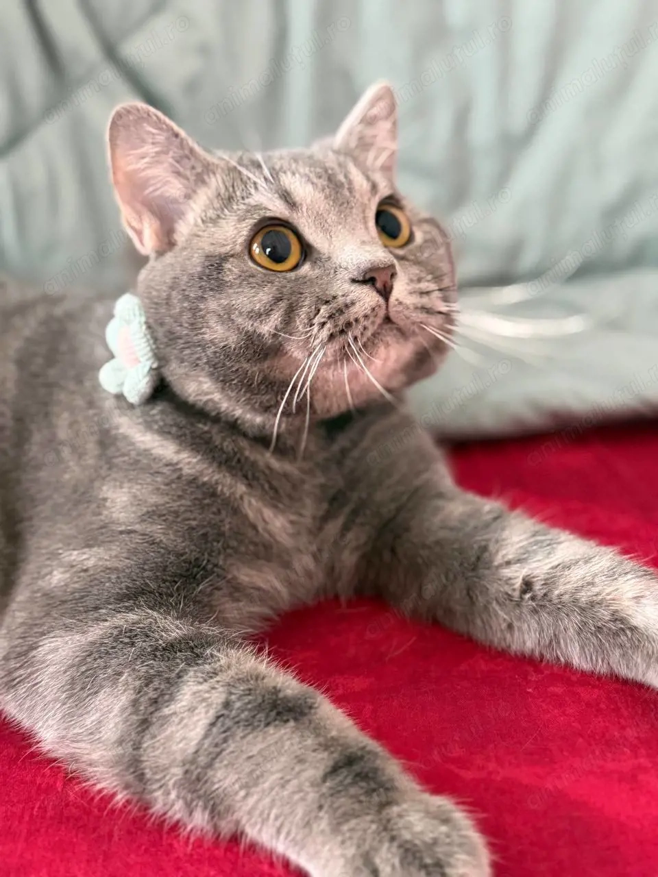 Pui British Shorthair, în vârstă de 7,5 luni