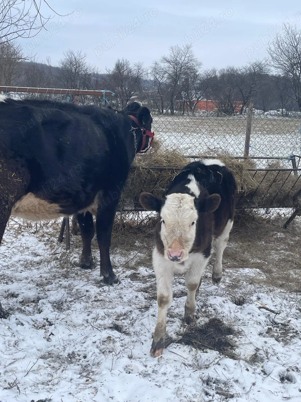Vaca Angus  3 ani și vitea 10 săpt 