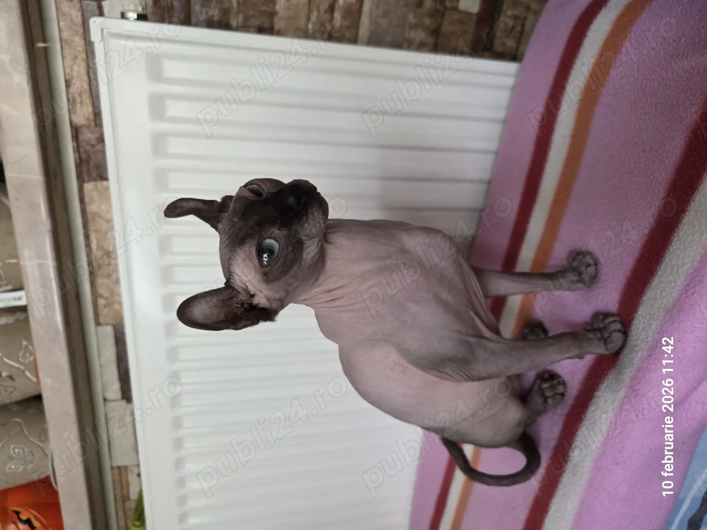 Pisicuța sphynx elf