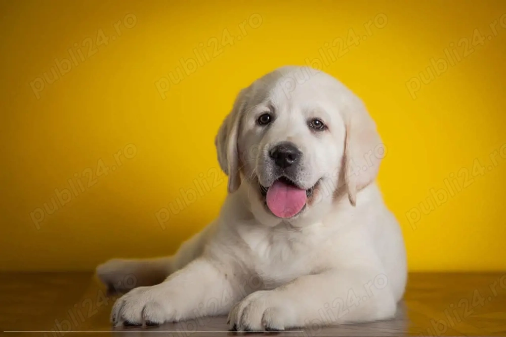 Labrador Retriever - furnizor autorizat - transport autorizat la nivel național 