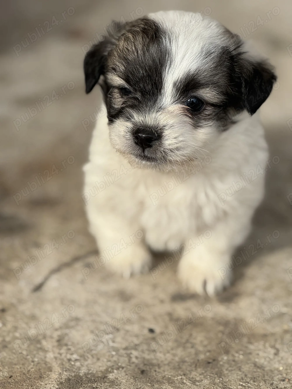 Cățeluși de Bichon 