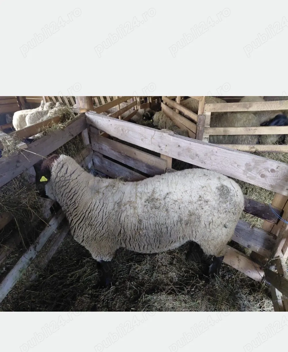 Berbec de rasă Sulffok de 2 ani 