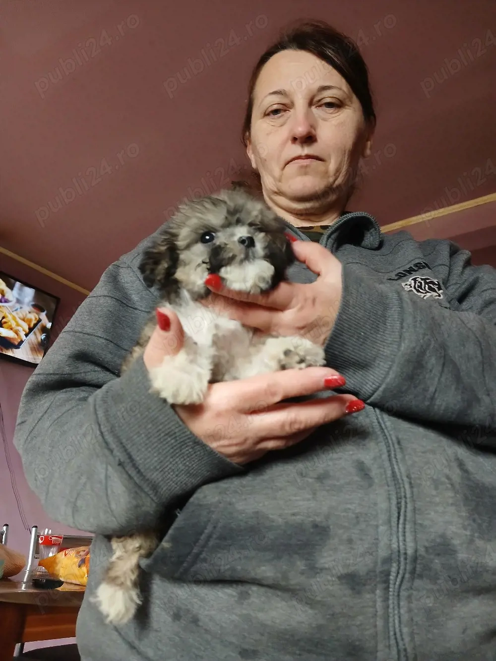 cățeluși  bichon havanez 