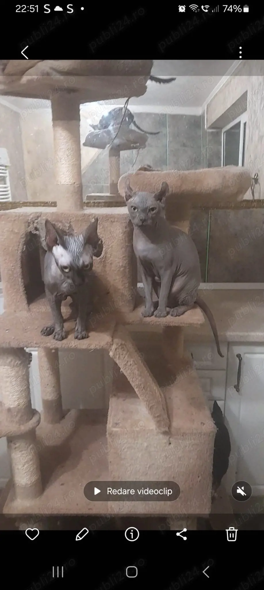 sfinx elf,7 luni,linii diferite