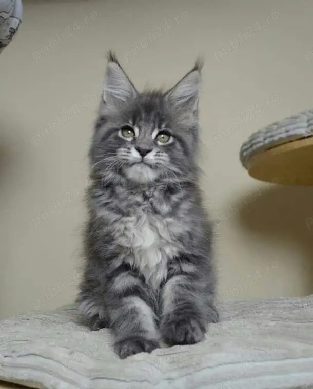 Maine Coon puiuti 