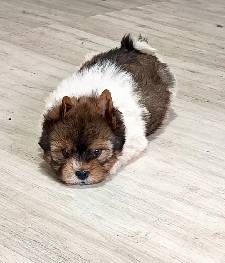 Yorkshire terrier 11 săptămâni 