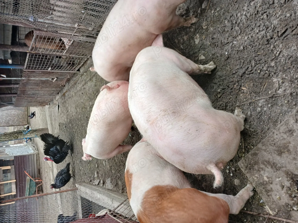 Porci 10.5  kg intre 130 140kg