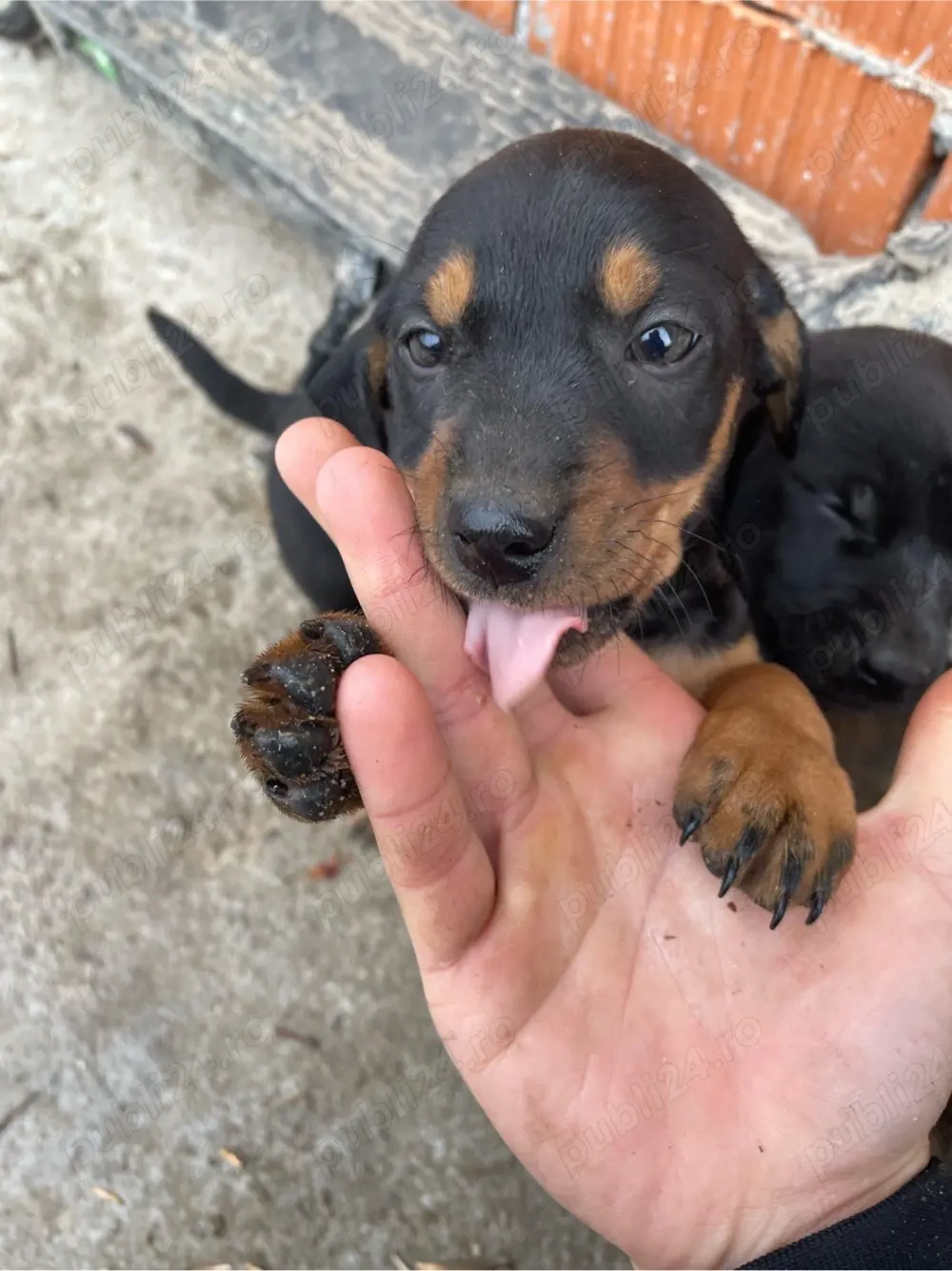 catelusi teckel foarte jucausi 