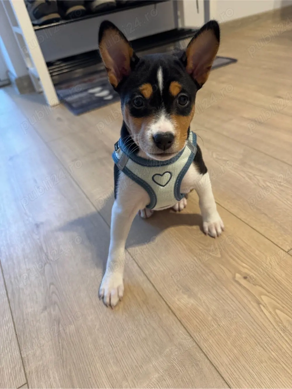 De vânzare , Basenji o rasă care nu latră,nu lasă păr,nu miroase 