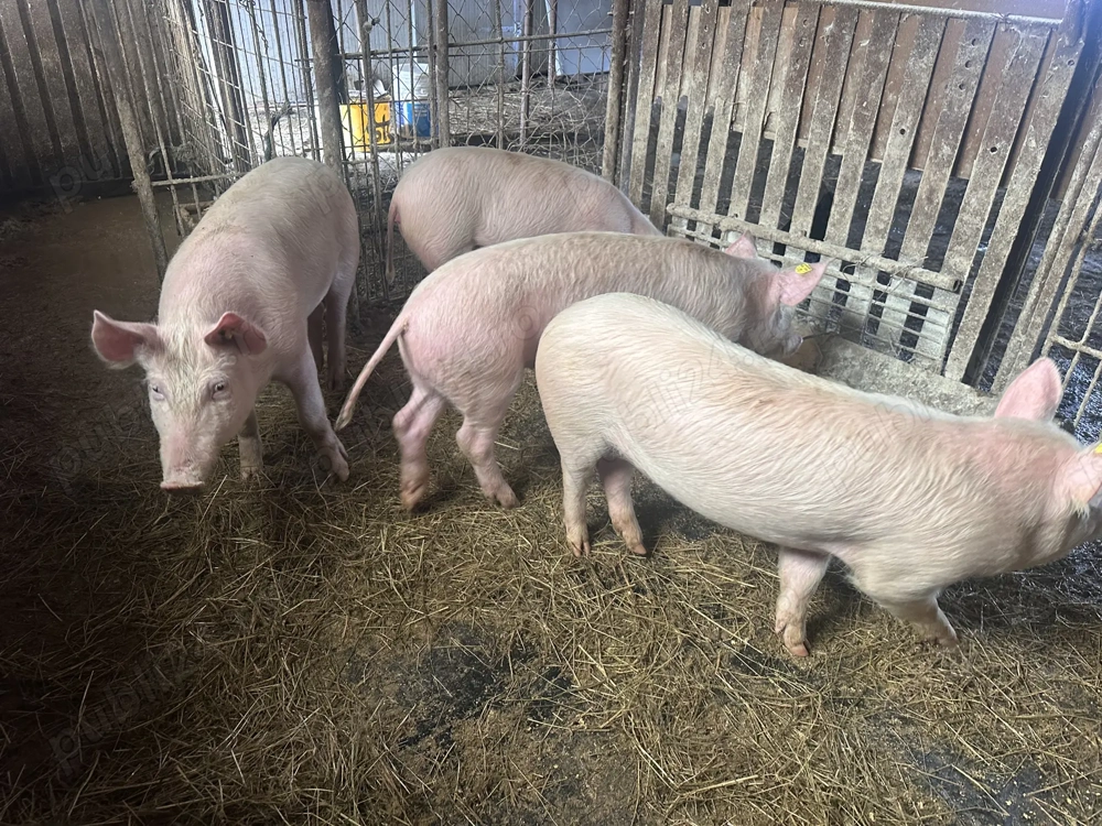 Vand soldani 50-60 kg (marele alb cu landrace)