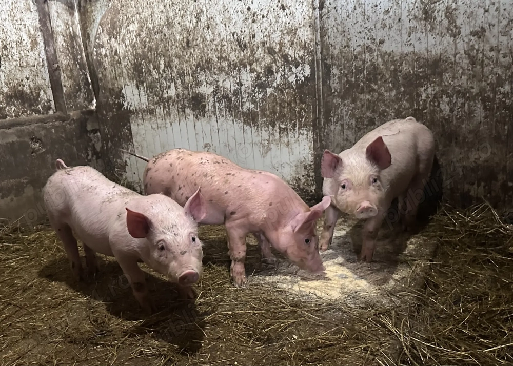 Vand purcei de carne de 7 saptamani