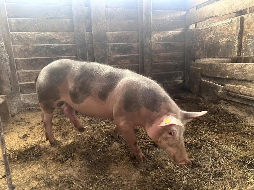 Vand soldan mascul de carne (50-60 kg)