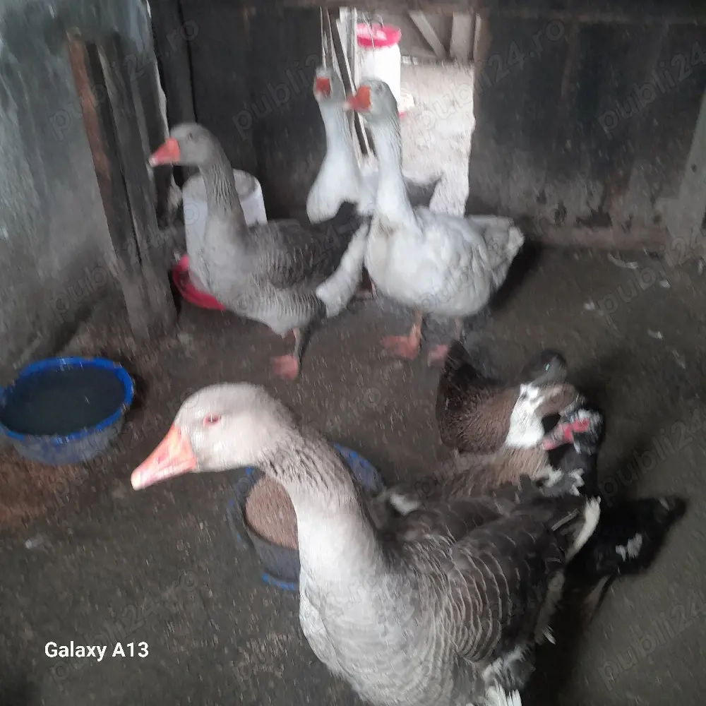 2 porci 2 capre 2 gaste 2 gascani 4 rate 