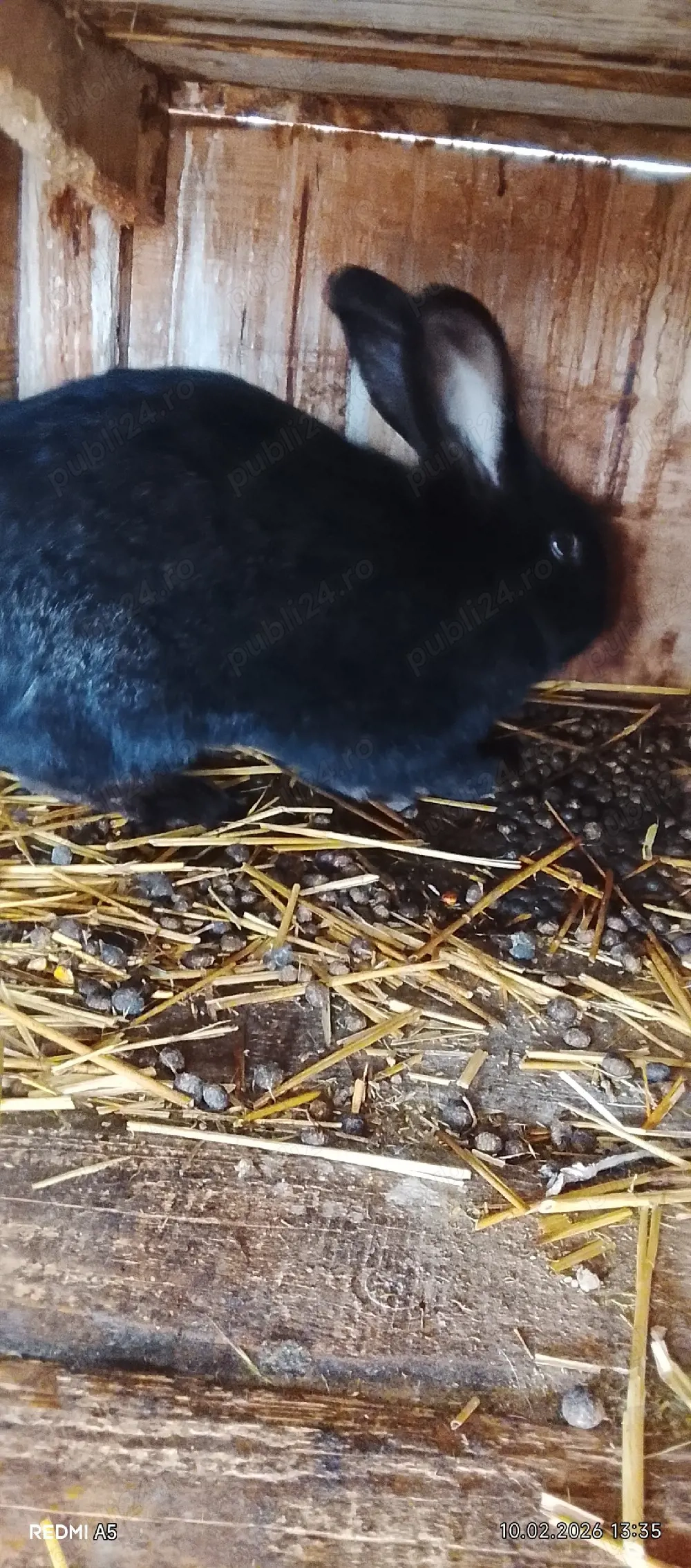 vand iepuriță gestantă 