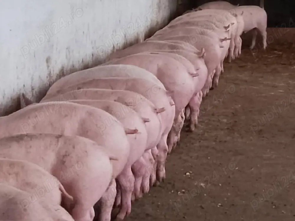 Șoldani rasa Marele Alb cu landras 