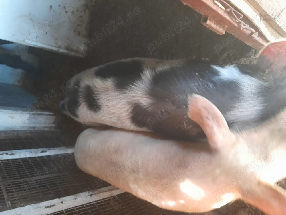 Porc castrați și două purcelușe 