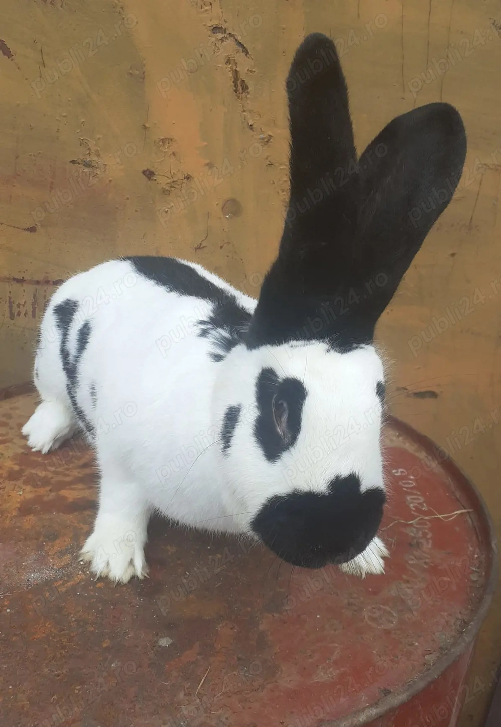 Iepurita fluture german 