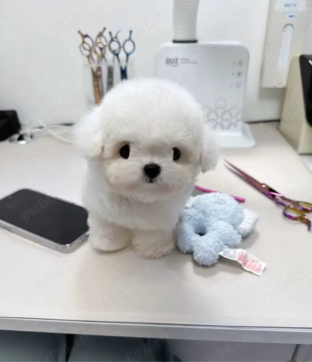 Bichon Maltez Mini Toy 