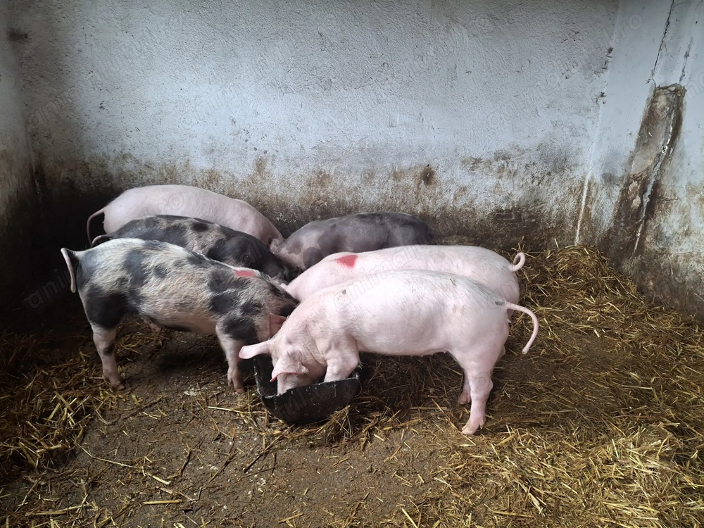 Purcei de vanzare.