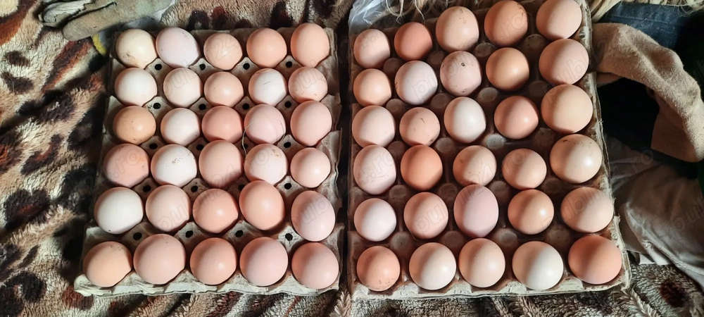 vând  ouă  de la găini țărănești 