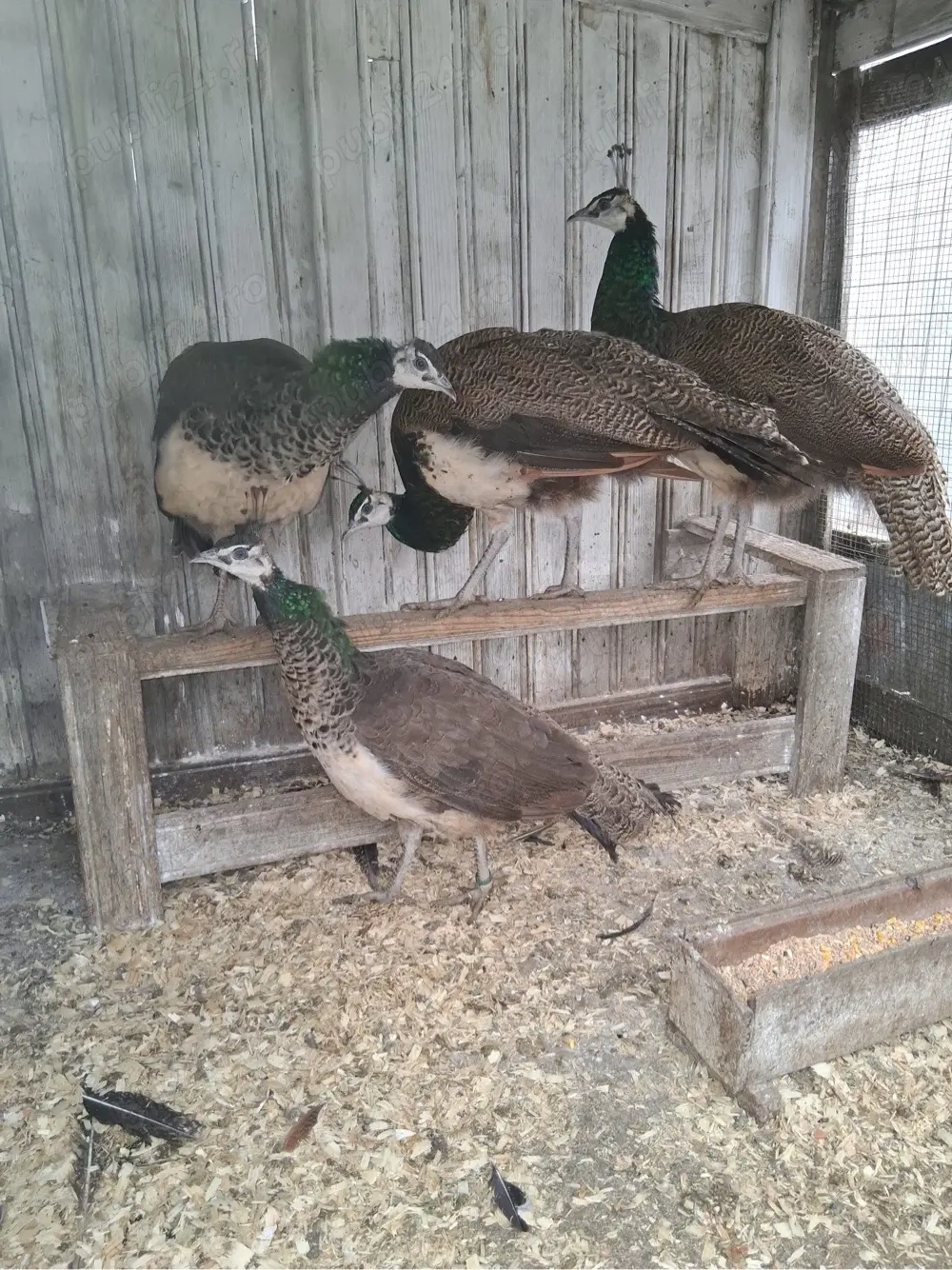 Pereche pauni si fazani comun si tenebros.Cocosi Brahma