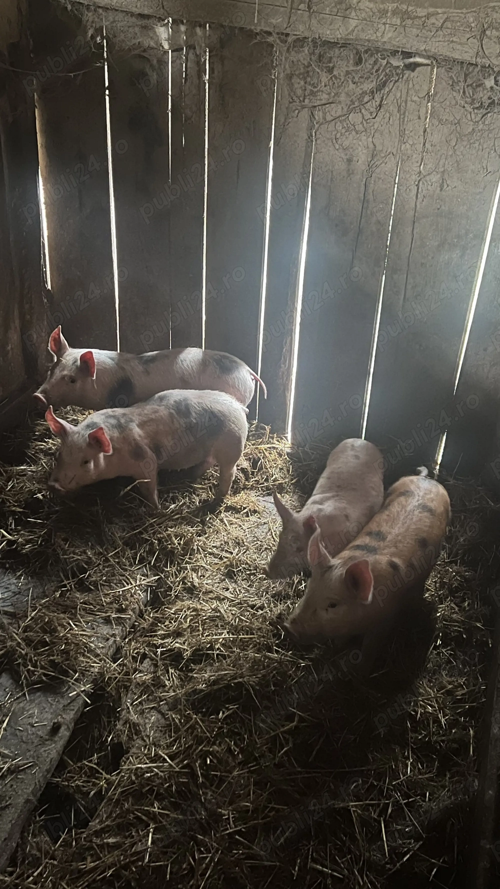 Vând 4 purcei petrean 