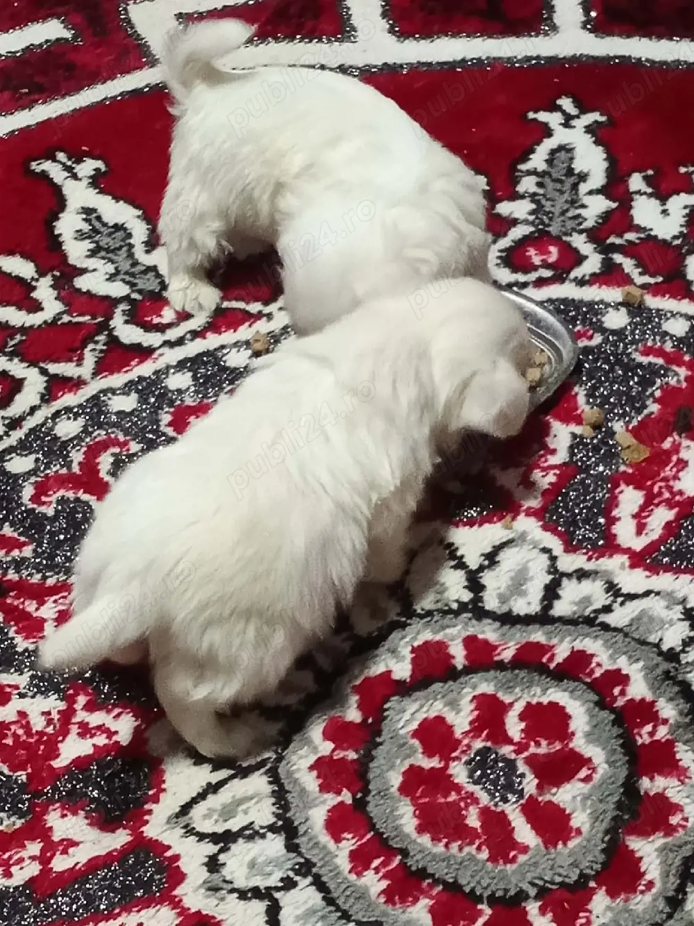 căței bishon maltez 