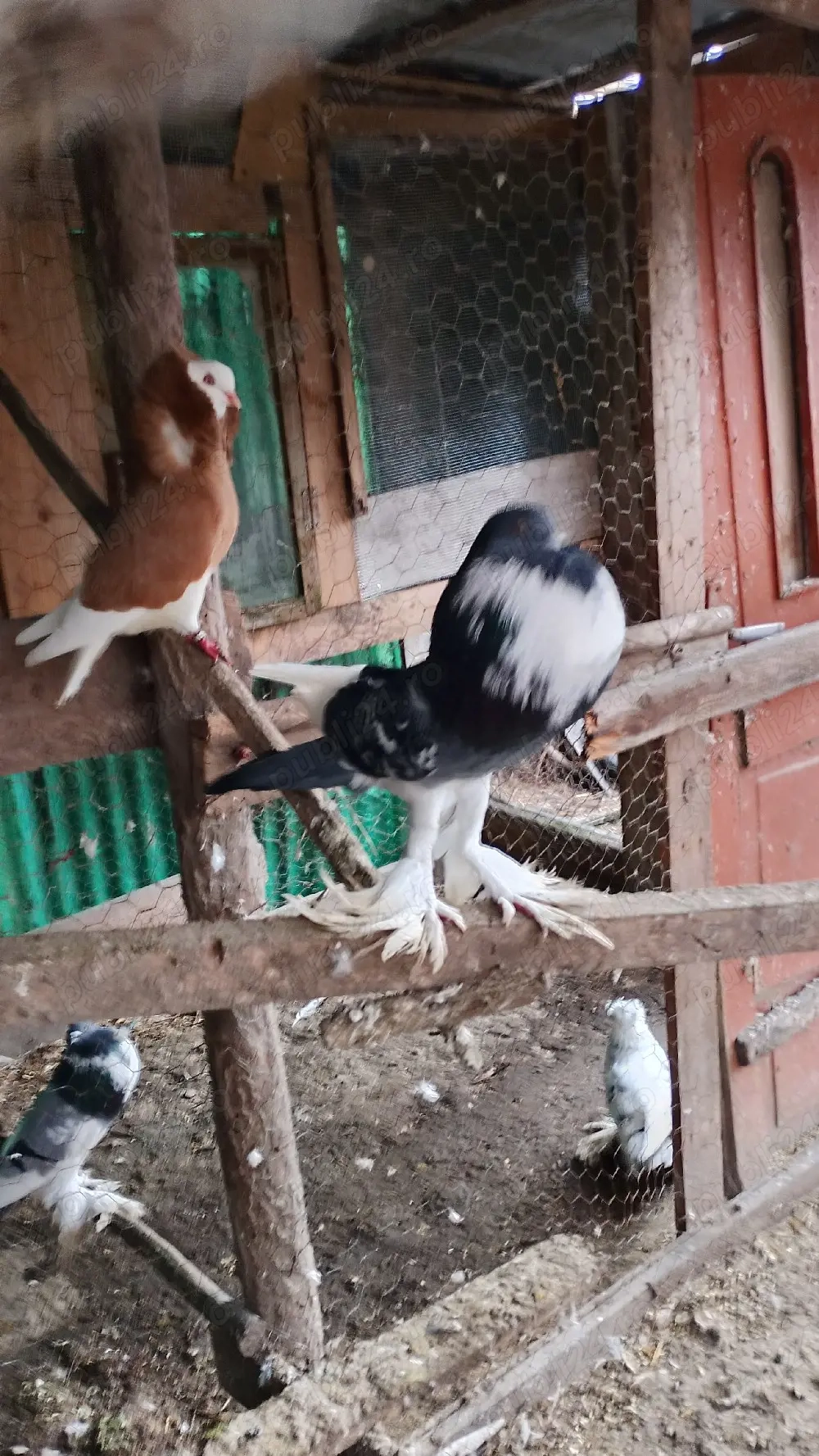 porumbei gusati de vanzare