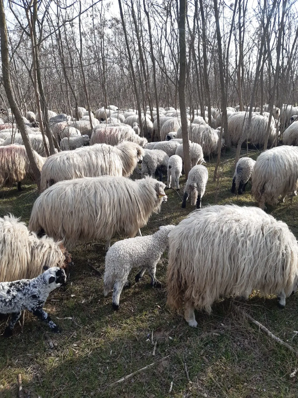 Oi si capre de vanzare