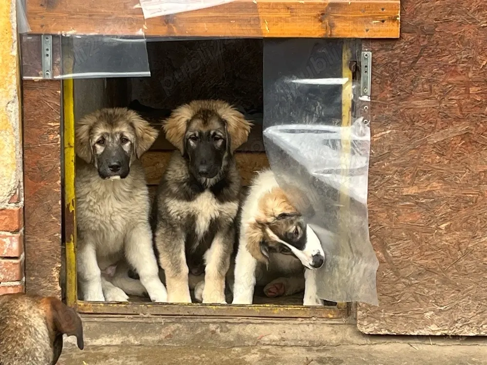 Ciobonesc carpatin disponibil