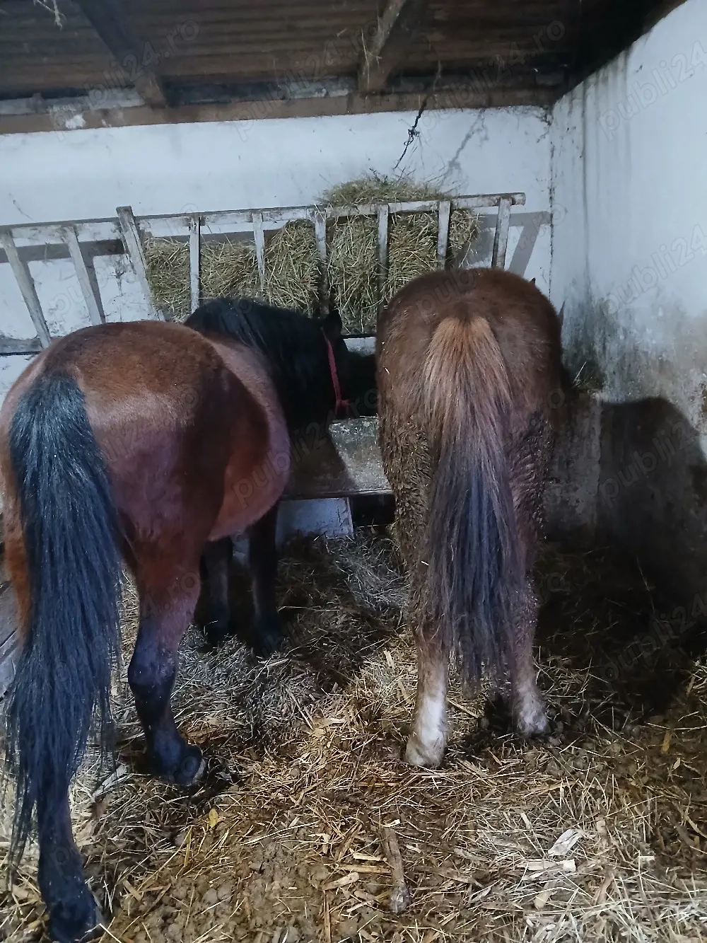 vând sau schimb doi cai