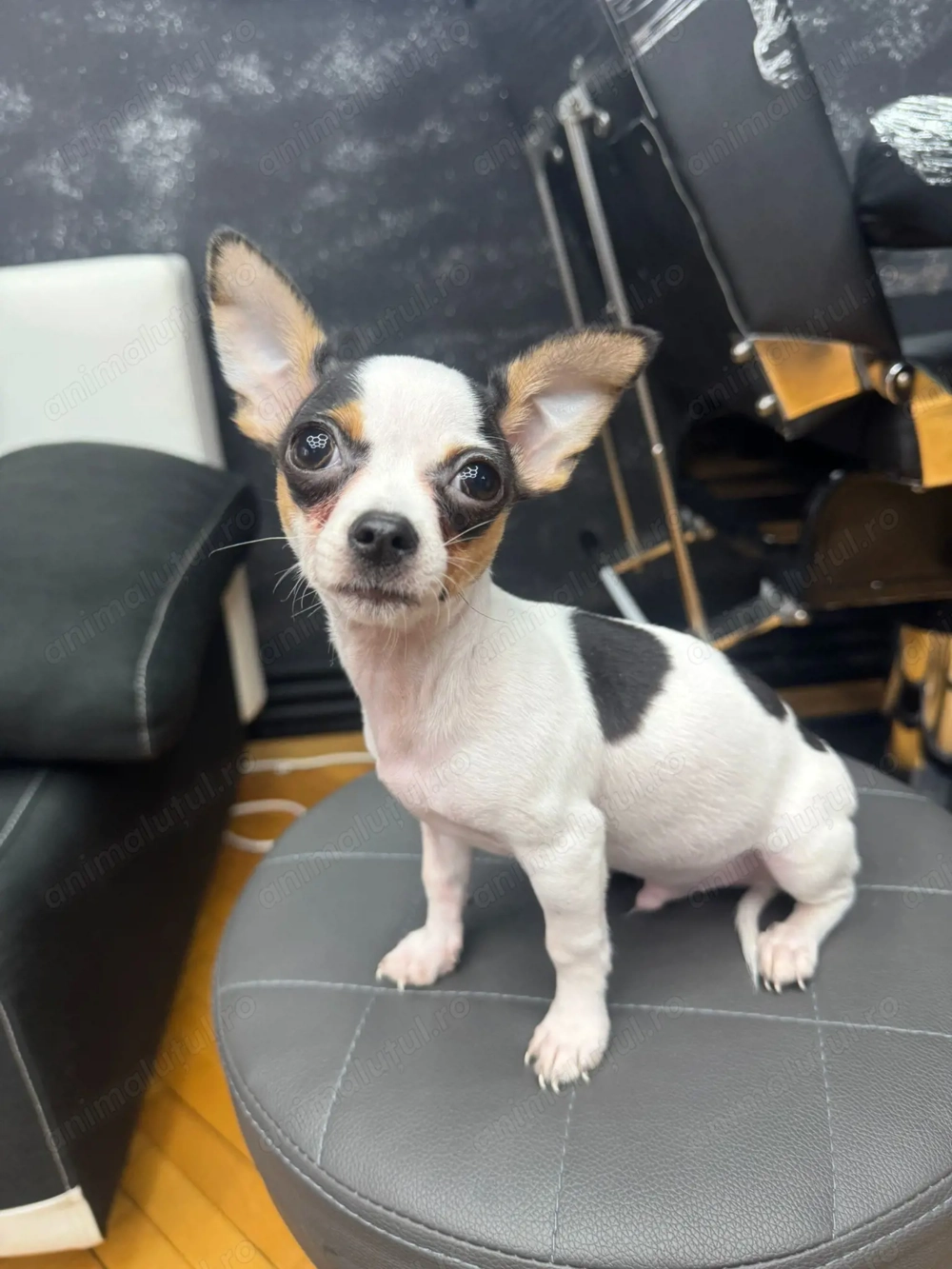 vând Chihuahua Mini Toy 