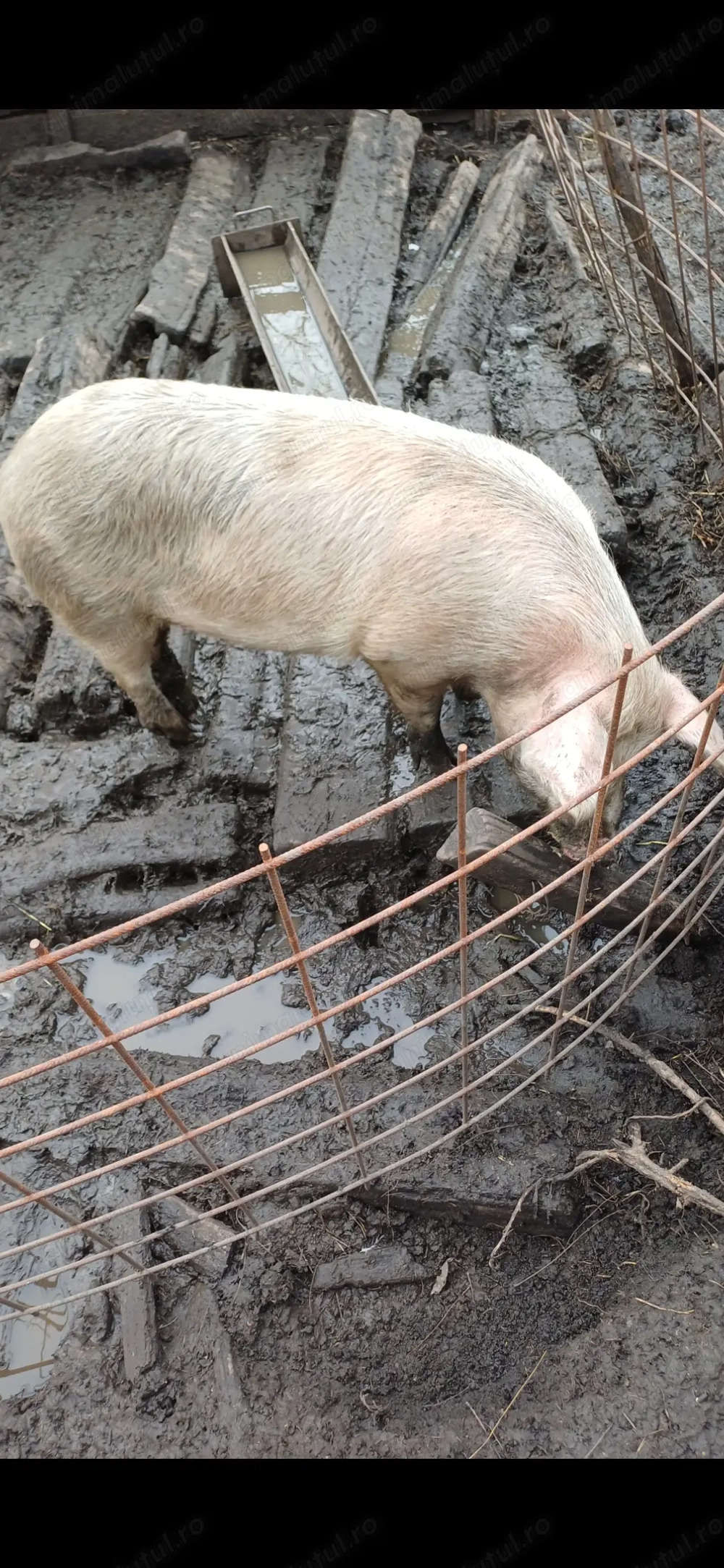 Vând soldana  detali în privat