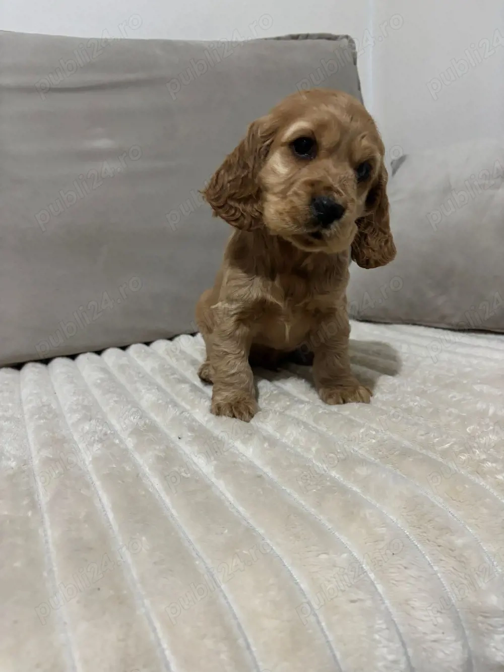 Cocker spaniol puiuti 