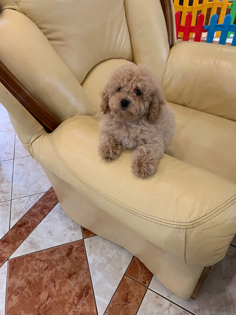 maltipoo