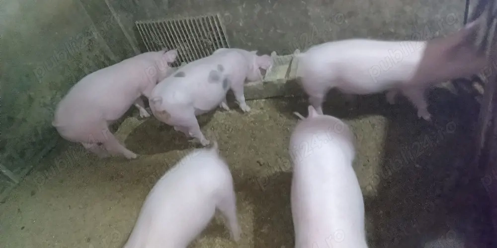  Vând purcei crescuți în gospodărie proprie, hrăniți natural. 