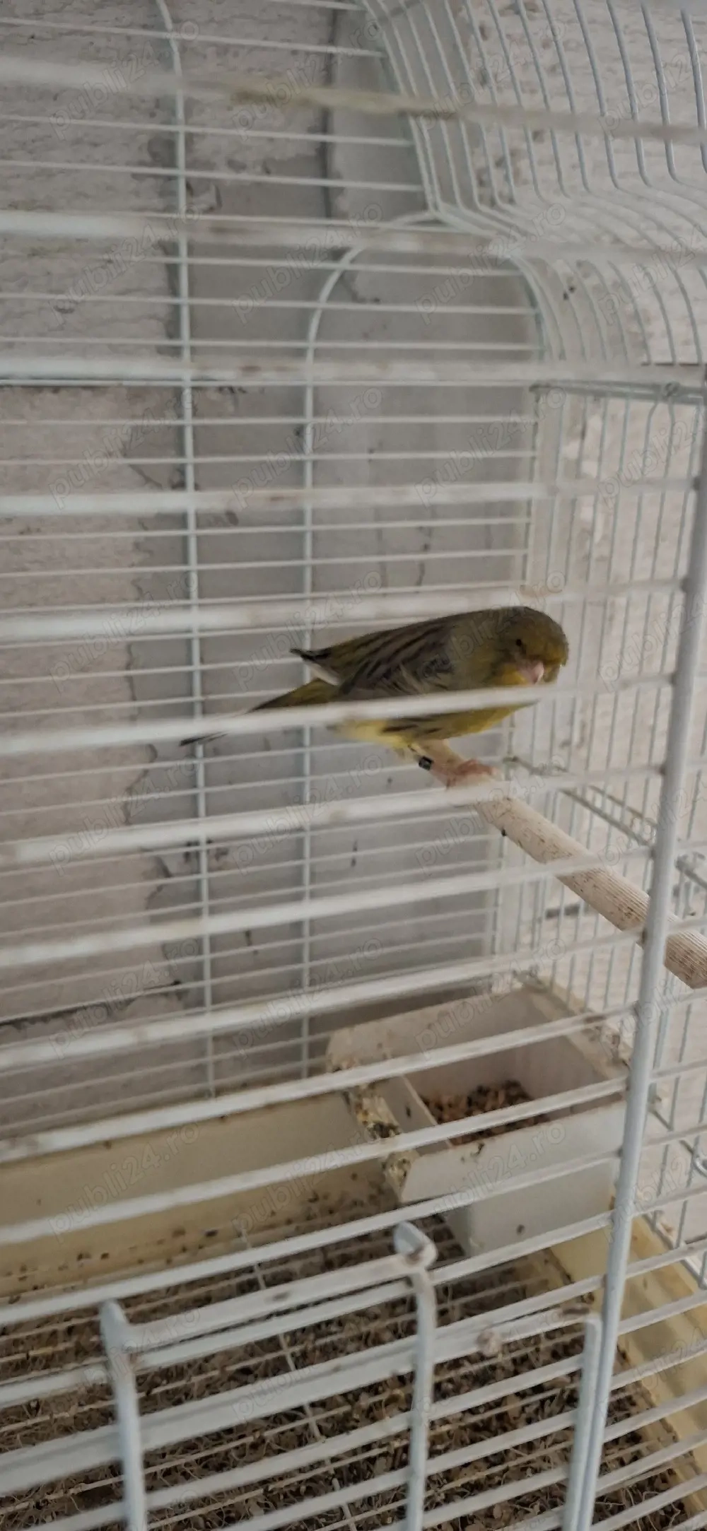 canari diferite rase 