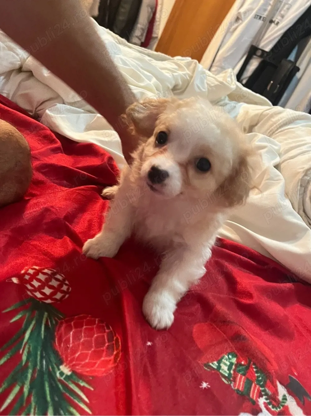 catelusa bichon fri e