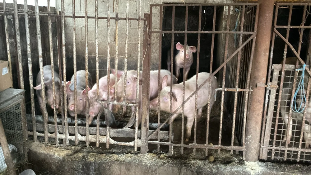 Vând porci între 60-70 kg