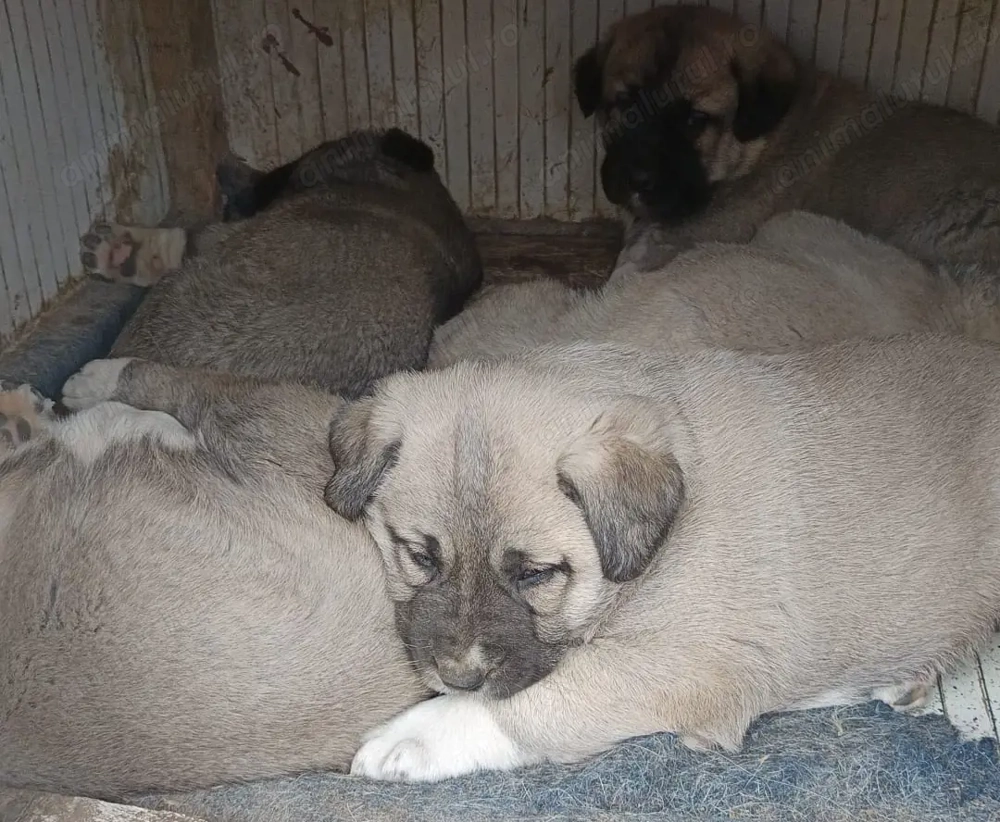 Vand pui ciobanesc Asia Centrala 1,5  luni mascul